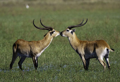 Antilopes @Wilderness - Dana Allen