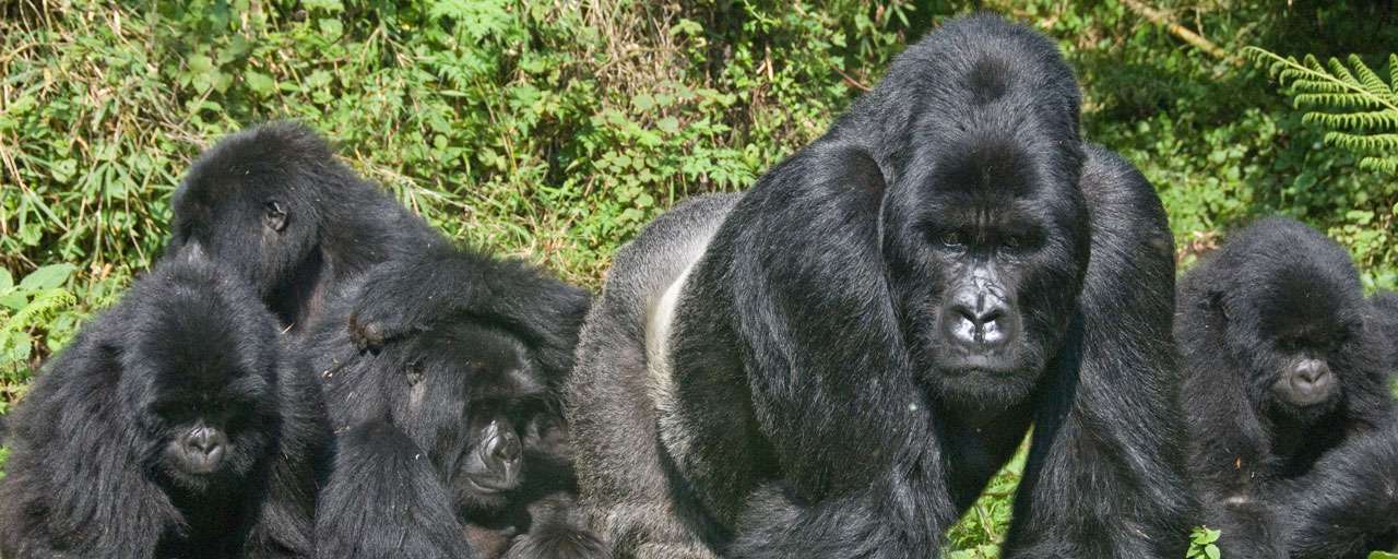 Famille de gorilles © Shutterstock - Fiona Ayerst