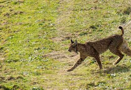 Lynx d'Andalousie ©Sabrina Logeais