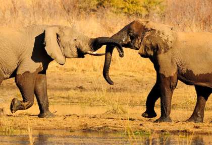Amboseli - Kenya © Shutterstock