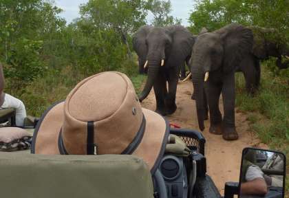 Safari en réserve privée à Kruger
