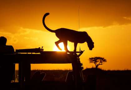 Visite d'un guépard © Shutterstock - Clement Kiragu