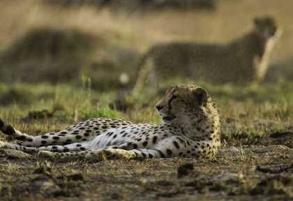 Tanzanie - Serengeti © Shutterstock - Hsrana
