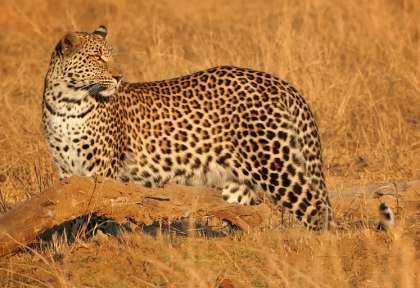 Otjiwarongo - Namibie © Wild Dog safaris