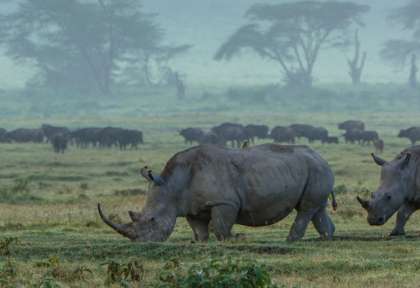 Rhinocéros noir - Etosha - Namibie © Shutterstock - ecoprint