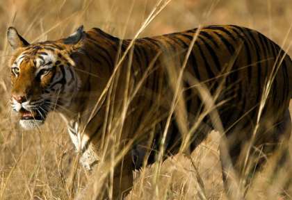 Tigre à Pench © Shutterstock - Photocech