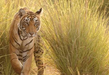 Tigre du Madhya Pradesh © Shuterstock - Praisaeng