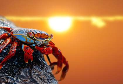 Crabe des Galapagos © Shutterstock - Kjersti Joergense