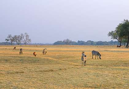 plaine de South Luangwa