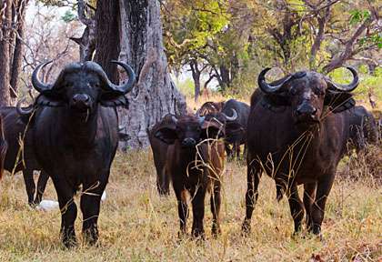 Buffles en Zambie