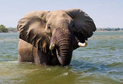 Eléphant dans le Zambèze