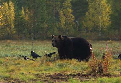 ours brun de Finlande