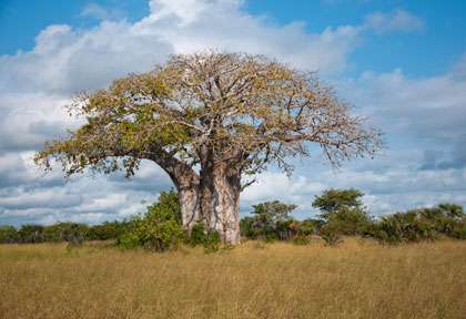 Baobab de Saadani