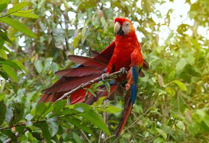 Perroquet en Amazonie
