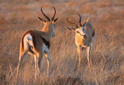 Gazelles dans le Kalahari