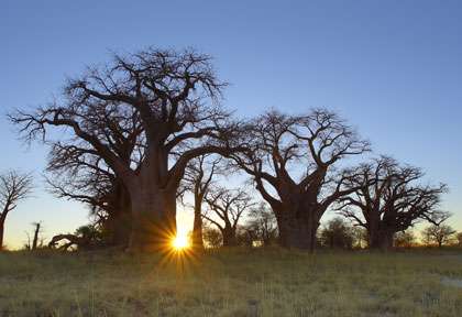 Baines’ baobabs à Nxai Pan