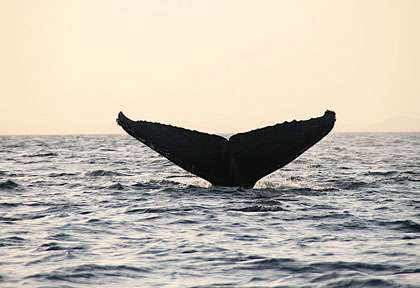 baleine dans la baie de Pinda