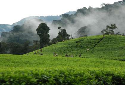 Paysage du Rwanda