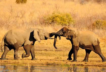 Eléphants du Pilanesberg
