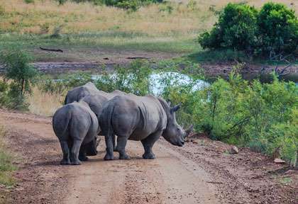 rhinocéros du Pilanesberg