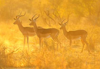 impalas au soleil souchant