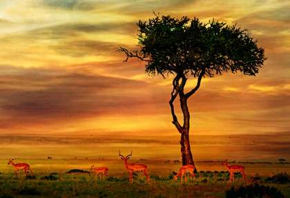 impalas au soleil couchant