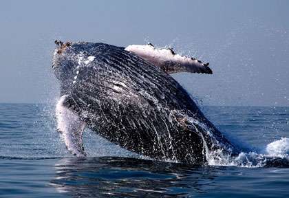 Baleine à Hermanus