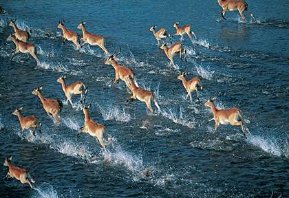 Antilopes dans l'Okavango