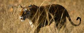 Tigre à Ranthambore © Shutterstock - Shivang Mehta