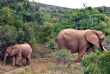 Afrique du Sud - Réserve de Kariega - ©Shutterstock, Anfisat