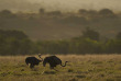 Afrique du Sud - Réserve de Kariega - ©Shutterstock, Conservation Photojournalism