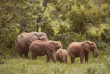 Afrique du Sud - Karongwe Reserve - ©Shutterstock, 1 Plus 1 Trips