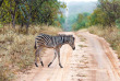 Afrique du Sud - Karongwe Reserve - ©Shutterstock, Marksn Media