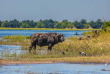 Botswana - Parc national de Chobe, Buffle ©Shutterstock, Kavram