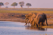 Botswana - Parc national de Chobe, Éléphants ©Shutterstock, Fabio Lamanna