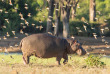 Botswana - Parc national de Chobe, Hippopotame ©Shutterstock, Stuart G Porter