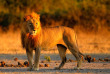 Botswana - Parc national de Chobe, Lion ©Shutterstock, Ondrej Prosicky