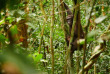 Congo - Croisière Safari à la rencontre des Gorilles - Expéditions Ducret ©Sean Brogan