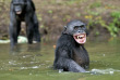 Congo - Croisière Safari à la rencontre des Gorilles ©Shutterstock, Sergey Uryadnikov