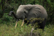 Congo - Croisière Safari à la rencontre des Gorilles ©Shutterstock Godong Photo
