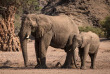 Namibie - Damaraland, Elephants ©Shutterstock,  Janelle Lugge