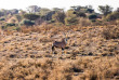Namibie - Mariental, Kalahari Anib Lodge ©Gondwana Collection