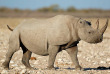 Namibie - Parc national d'Etosha, Rhinocéros blanc ©Shutterstock, Ecoprint