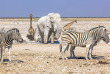 Namibie - Parc national d'Etosha - Animaux ©Shutterstock, Benny Marty