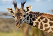Tanzanie - Serengeti © Shutterstock, romanvm66