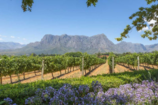 Afrique du Sud - La Route des Vins - ©Shutterstock, Quality Master