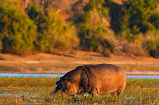 Botswana - Parc national de Chobe, Hippopotame ©Shutterstock, Ondrej Prosicky