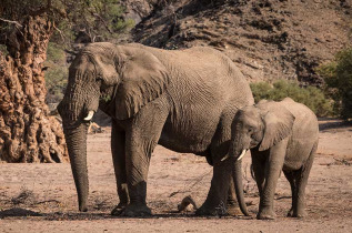 Namibie - Damaraland, Elephants ©Shutterstock,  Janelle Lugge