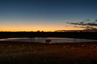 Namibie - Parc national d'Etosha - ©Shutterstock, Sam Dcruz