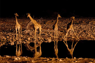 Namibie - Parc national d'Etosha - Safari de nuit 